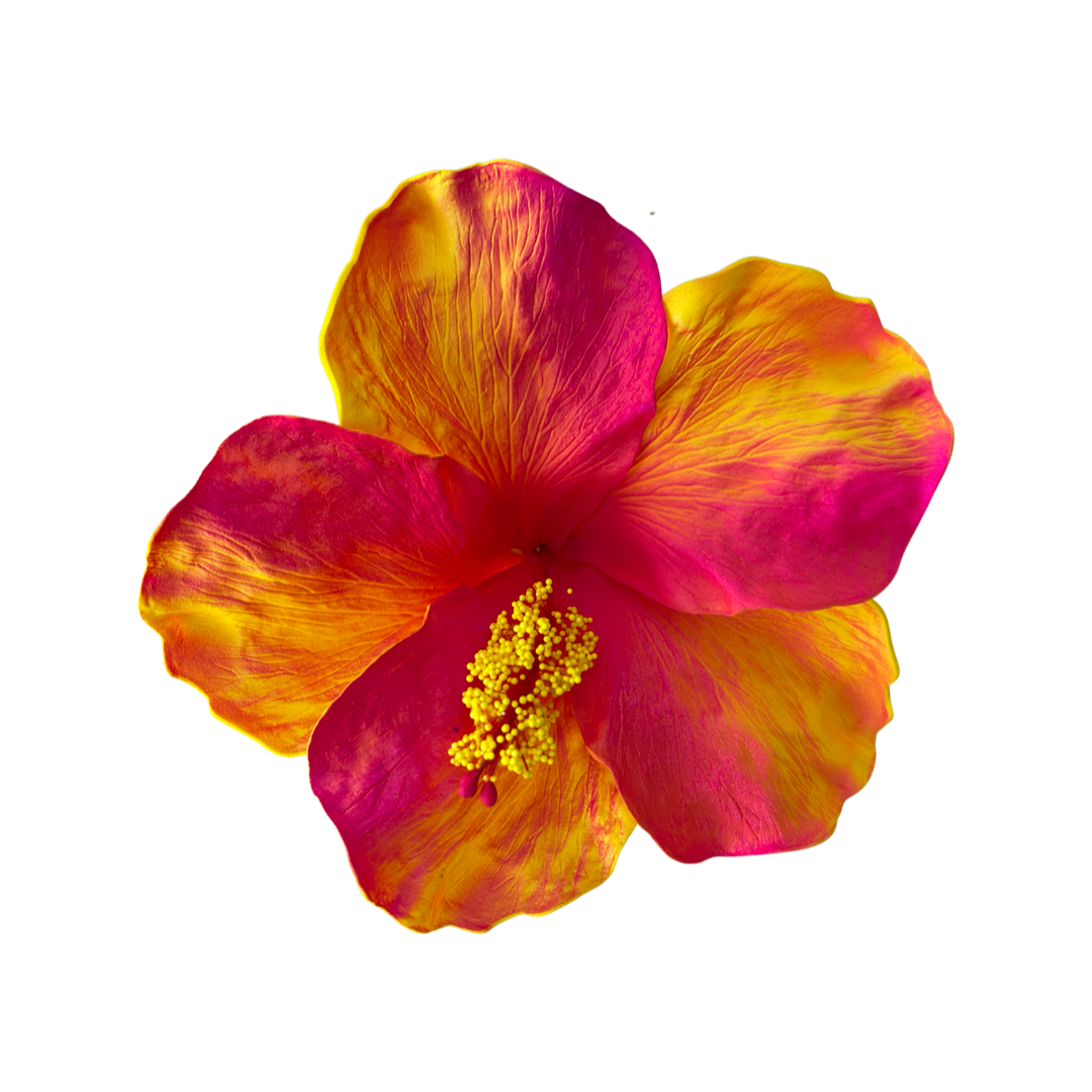 Aute Yellow/Red
