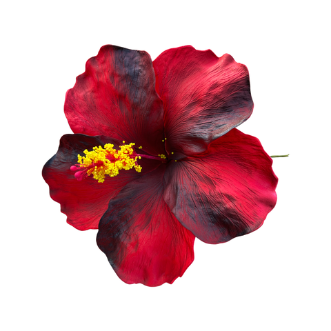 Aute Red/Black