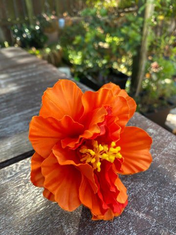 Hibiscus Flowers