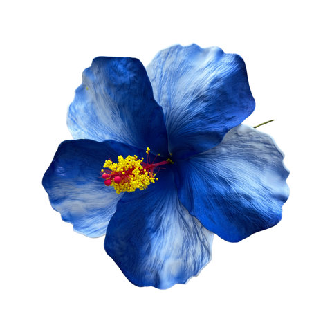 Aute Blue/white